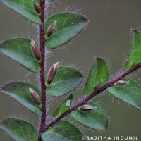 Crotalaria hebecarpa (DC.) Rudd